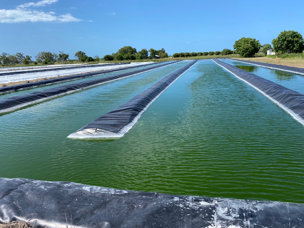 Algae farm 